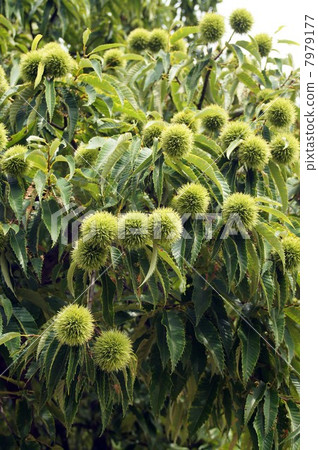 Enjoy harvest · Chestnut tree with lots of young fruits Enjoy harvest · Chestnut tree with lots of young fruits 7979177