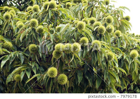 享受豐收·栗子樹，有很多年輕的水果 7979178