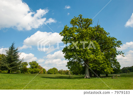 Prairie, tree, blue sky 7979183