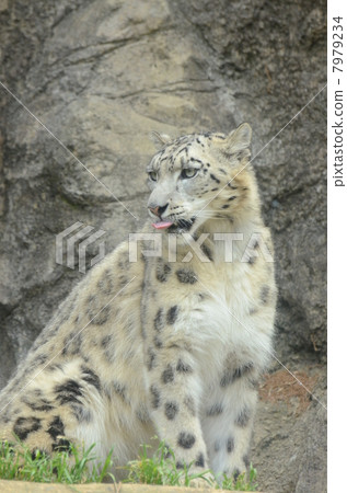 Snow leopard 7979234