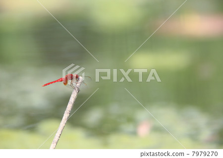 少女蜻蜓 7979270