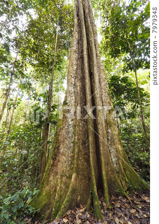 Giant rainforest tree  with buttressed roots and fluted trunk, Ecuador 7979348