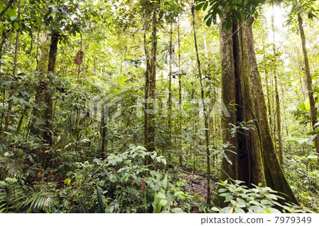 Giant rainforest tree  with buttressed roots and fluted trunk, Ecuador 7979349