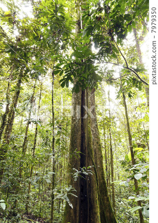 Giant rainforest tree  with buttressed roots and fluted trunk, Ecuador 7979350