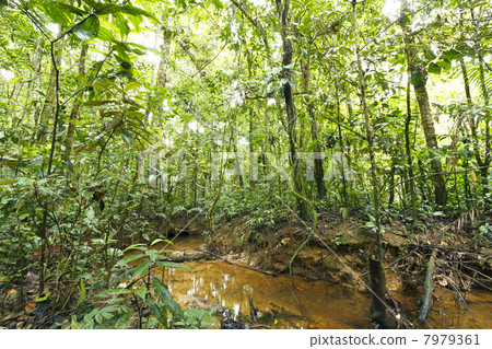 Stream winding through lowland tropical rainforest in the Ecuadorian Amazon 7979361