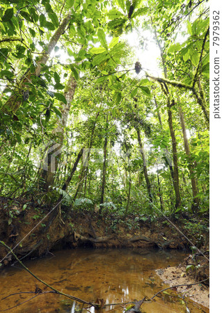 Stream winding through lowland tropical rainforest in the Ecuadorian Amazon 7979362