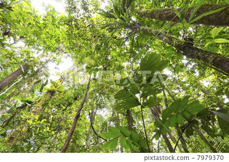 Looking up to the rainforest canopy in the Ecuadorian Amazon Looking up to the rainforest canopy in the Ecuadorian Amazon 7979370