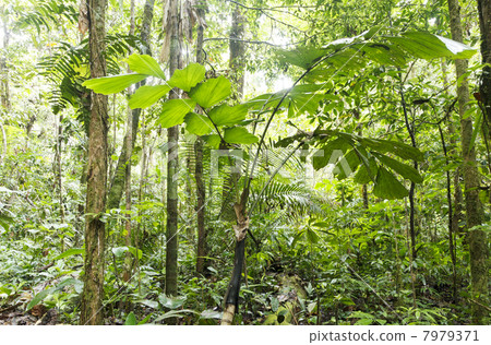 Palm tree (Iriartea deltoidea) growing in the rainforest understory, Ecuador Palm tree (Iriartea deltoidea) growing in the rainforest understory, Ecuador 7979371