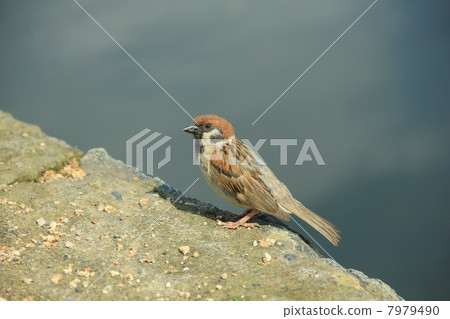 一隻鳥雞鳥在夏天站立 7979490