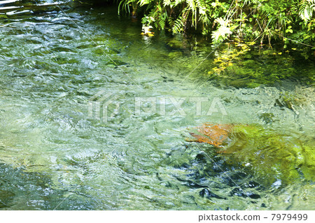 南麻生白川水源 南麻生白川水源 7979499