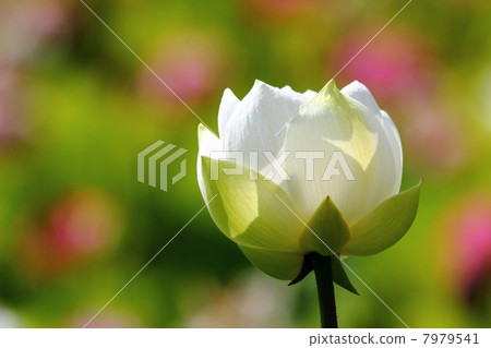 白蓮花 7979541