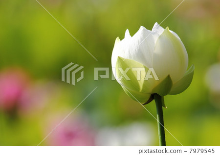 白蓮花 7979545
