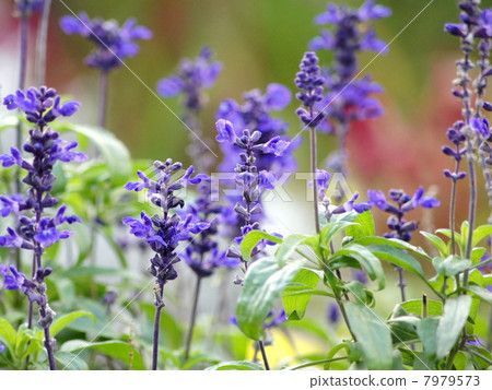 Blue Salvia (Salvia · Farinassea) 7979573