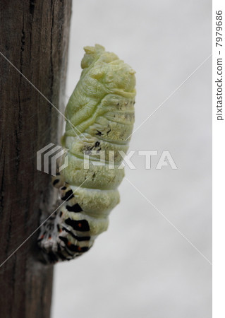 燕尾的pupation 7979686