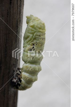 燕尾的pupation 燕尾的pupation 7979687
