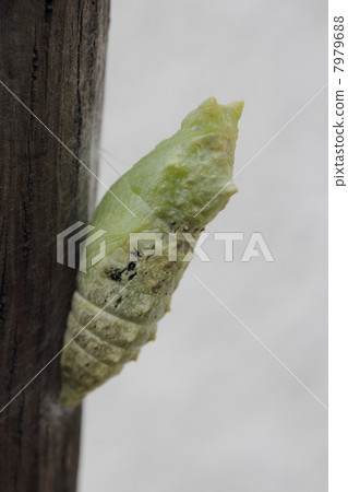 Pupation of the swallowtail Pupation of the swallowtail 7979688