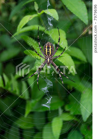 Naga Koganehimo belly surface 7979696