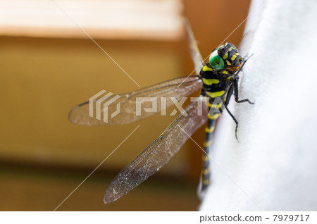 From the side of Onigyuma 7979717