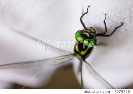 From the back of the onyamama 7979720