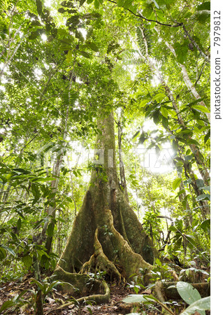 Large tree in primary tropical rainforest with buttress roots, Ecuador 7979812
