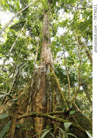 Low angle view of a large tree in primary tropical rainforest with buttress roots, Ecuador 7979821