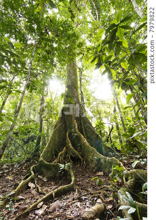 Low angle view of a large tree in primary tropical rainforest with buttress roots, Ecuador 7979822