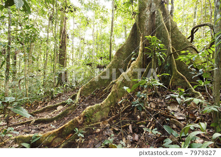 Large tree in primary tropical rainforest with buttress roots, Ecuador 7979827