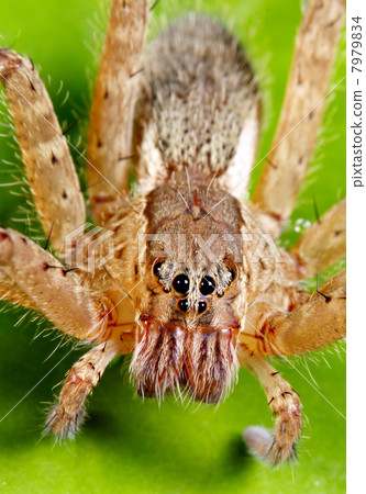 Tropical spider with 8 eyes. On a leaf in rainforest, Ecuador Tropical spider with 8 eyes. On a leaf in rainforest, Ecuador 7979834