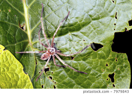 Wandering spider (family Ctenidae) in the rainforest, Ecuador Wandering spider (family Ctenidae) in the rainforest, Ecuador 7979843
