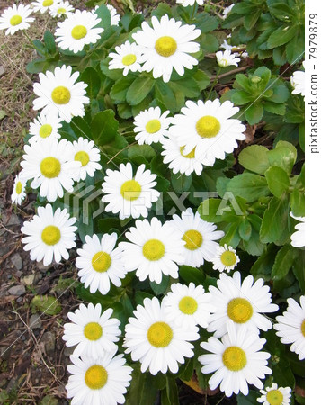Autumn flowers White flower's beach chrysanthemum 7979879