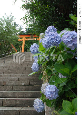 鳥居,石階,繡球花繡球(和歌山縣東室裡郡Nachikatsura-cho) 鳥居,石階,繡球花繡球(和歌山縣東室裡郡Nachikatsura-cho) 7980428