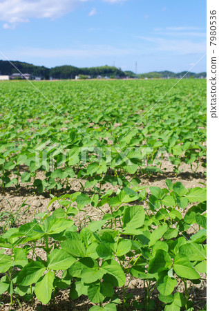 藍天和大豆領域 藍天和大豆領域 7980536