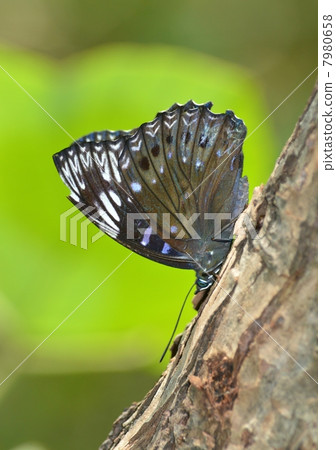 吮樹液的小蝴蝶 7980658
