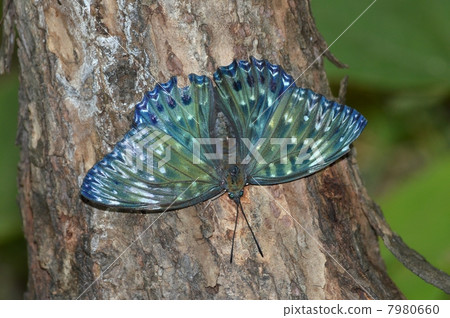 較小的蝴蝶 7980660