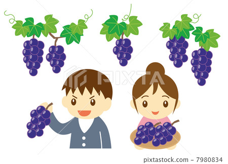 Grape picking 7980834
