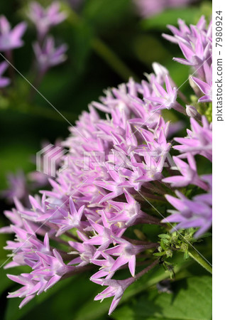 Pentas Pentas 7980924