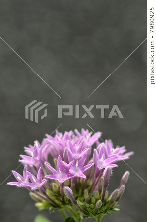 Pentas Pentas 7980925