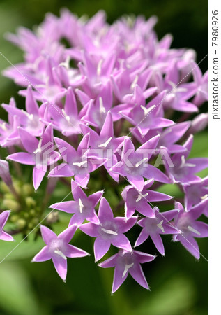 Pentas Pentas 7980926