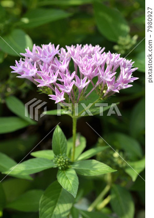 Pentas Pentas 7980927