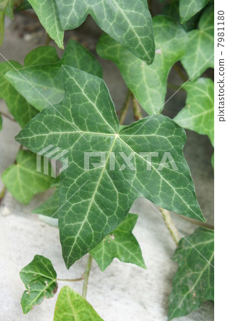 常春藤 7981180
