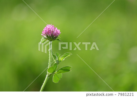 Murasakusumixa (red clover) 7981221