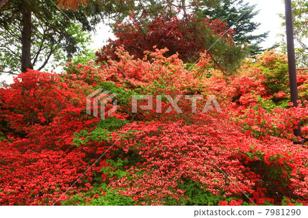 Hayato City Eisan Azalea Park 7981290