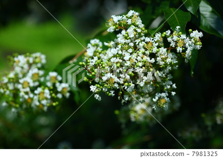 White crape myb flower White crape myb flower 7981325