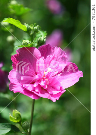 紅色蘑菇花 紅色蘑菇花 7981361
