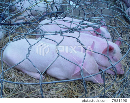 Child piglet shipped (Hue / Vietnam) 7981398