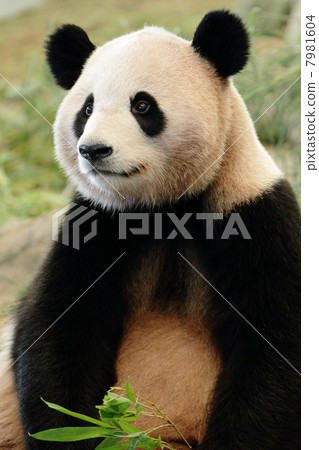 Sandwiches Panda Sandwiches Panda 7981604