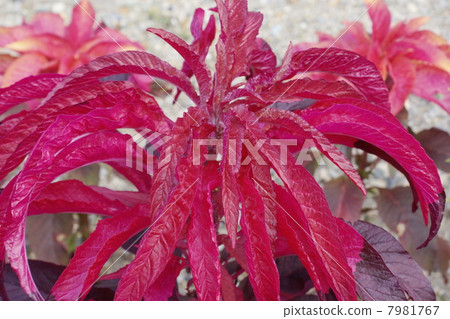 Hagaito拉長葉子 7981767