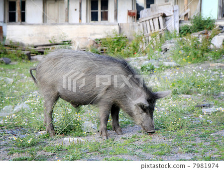 Pig 7981974