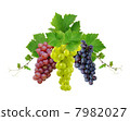 Decorative fresh grapevine and grapes of three colors, isolated on white background 7982027