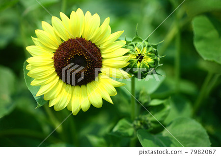 Lemon yellow sunflower Lemon yellow sunflower 7982067